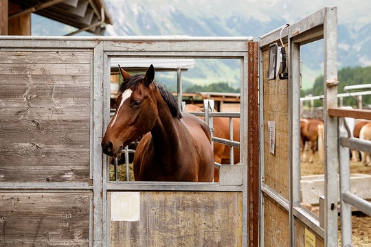 Pferd in einer Ferien-Pferdebox